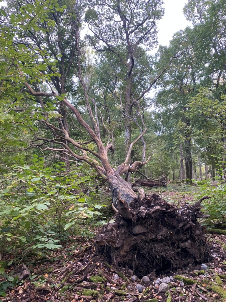 Artikkelbilde til artikkelen Stormen Amy 2025